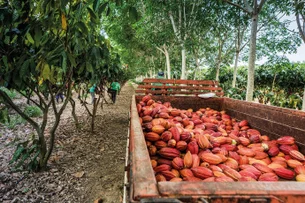 Eventos climáticos estão trazendo efeitos severos para o preço dos alimentos, diz estudo