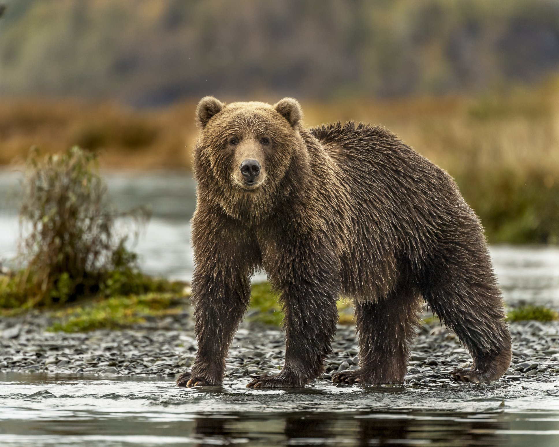 Urso-polar x urso-de-kodiak: quem é o verdadeiro rei dos carnívoros terrestres?