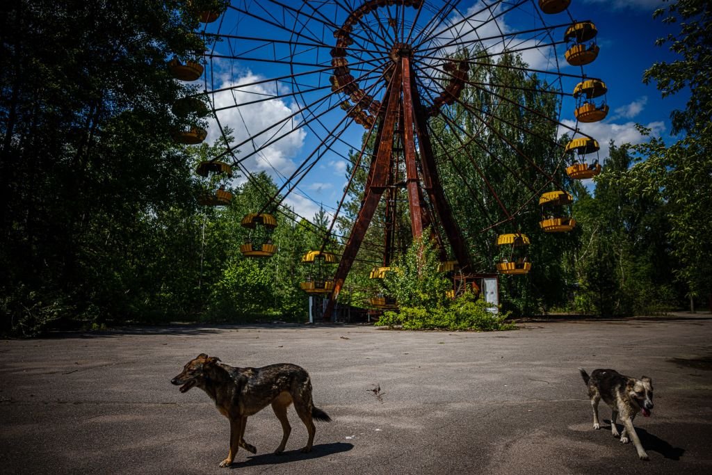 Galeria de fotos de Cães de Chernobyl
