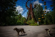 Imagem referente à notícia: 'Cães de Chernobyl': como sobrevivência de cachorros abandonados pode revelar os efeitos da radiação