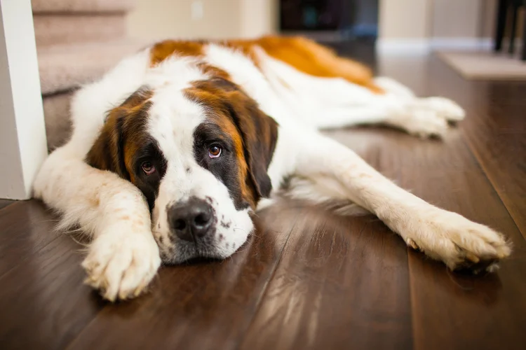 São bernardo: cachorro é um dos maiores do mundo (Purple Collar Pet Photography/Getty Images)