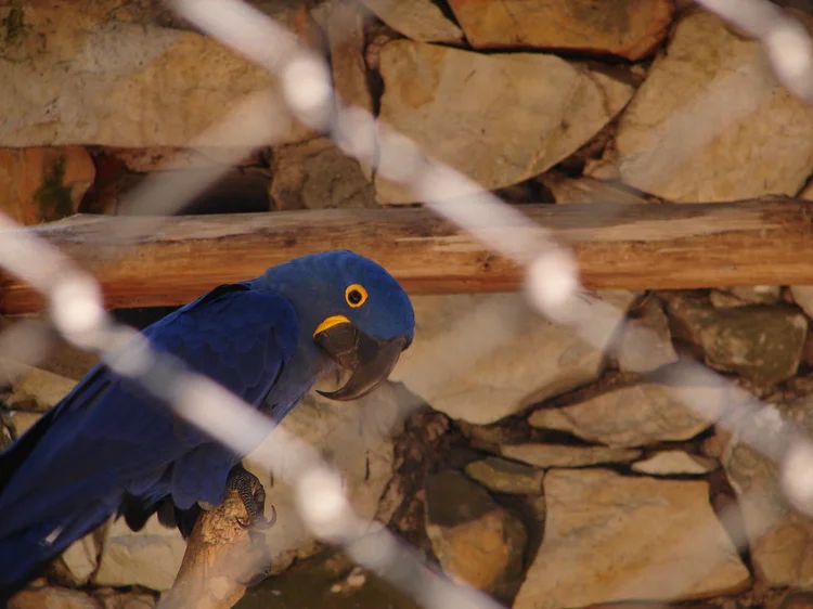 Objetivo antes da contaminação era reintegrar as aves, que permanecerão em cativeiro (flickr/Ricardo Castro)