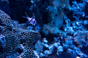 Poluição por ansiolíticos no mar está mudando comportamento dos peixes - e ameaça espécies