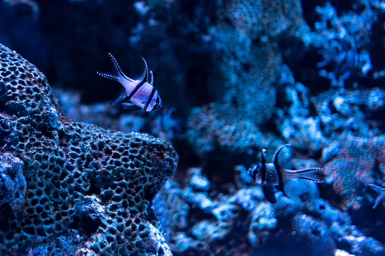 Em experimentos de laboratório, foi observado que os peixes formaram cardumes mais dispersos na presença de predadores, o que aumenta a vulnerabilidade dos indivíduos. (Wirestock/Freepik)