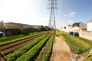 Imagem referente à matéria: Enel transforma terrenos urbanos em hortas – e garante inclusão social e alimentos frescos