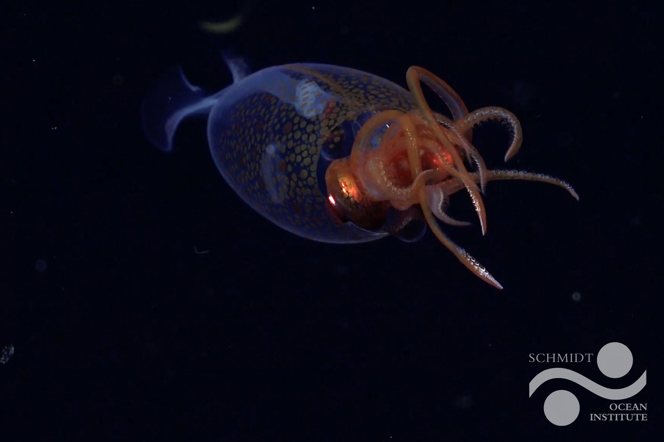 Invertebrado mais pesado do mundo é registrado em vídeo pela primeira vez em seu habitat natural
