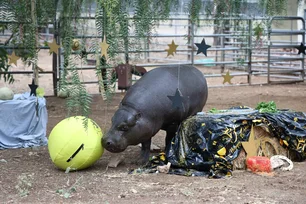 Imagem referente à matéria: Hipopótamo-pigmeu mais velho do mundo tem 51 anos — e acabou de bater recorde