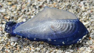 O fenômeno que está cobrindo as praias nos EUA de azul – e o que ele revela sobre o clima