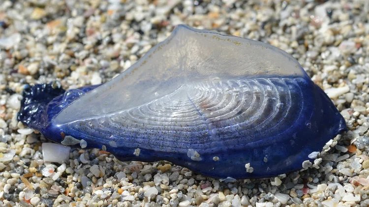  (Ryan Hodnett/Wikimedia Commons)