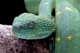 Cobra africana ajuda a combater pragas e melhora produtividade na agricultura; entenda