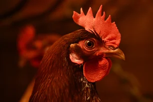 Galinha espirra? 5 dúvidas inusitadas sobre a gripe aviária