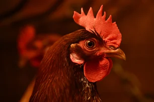 Imagem referente à matéria: Galinha espirra? 5 dúvidas inusitadas sobre a gripe aviária