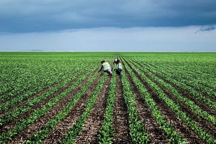 Fazenda Ipê, da Insolo, no Piauí: depois do petróleo, a soja foi o produto mais exportado pelo Brasil em 2024 (Leandro Fonseca /Exame)