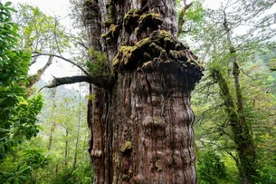 A árvore mais velha do mundo resiste ao clima extremo — e a uma estrada no Chile