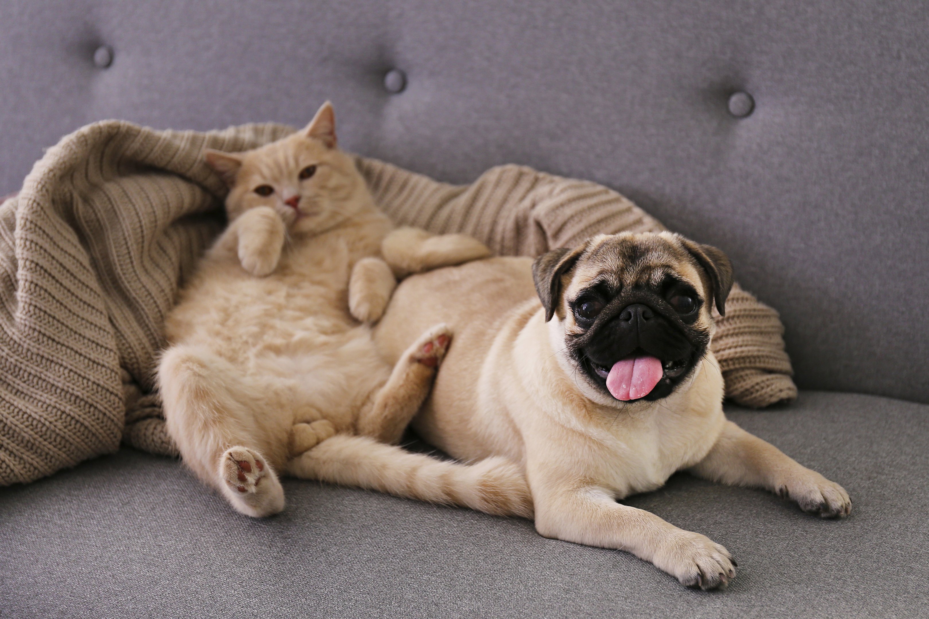Por que a busca por pets fofos pode prejudicar a saúde de cães e gatos