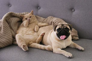 Imagem referente à matéria: Por que a busca por pets fofos pode prejudicar a saúde de cães e gatos