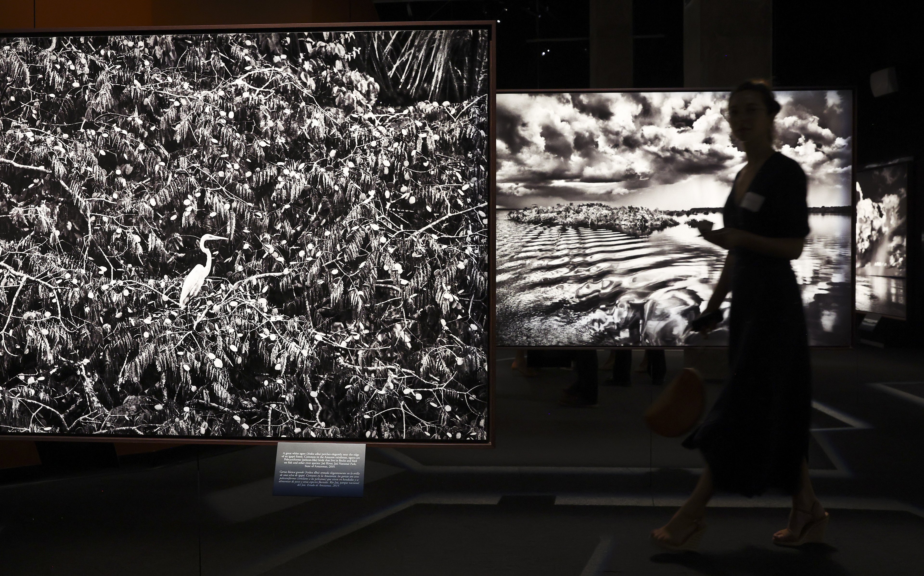 LOS ANGELES, CALIFORNIA - OCTOBER 19: Photographs of the Amazon are displayed at a preview of Brazilian documentary photographer Sebastião Salgado's exhibit Amazônia at the California Science Center on October 19, 2022 in Los Angeles, California. The 13,000 square-foot immersive exhibit, designed by his wife Lélia Wanick Salgado, features 200 large-scale photographs and video montages taken over seven years of the Amazon rainforest, remote Indigenous tribes, and the threat deforestation poses to their survival. Salgado says, "My wish, with all my heart, with all my energy, with all the passion I possess, is that in 50 years' time this exhibition will not resemble a record of a lost world." The exhibit is making its North American debut on October 21 and is supported by the Annenberg Foundation. (Photo by Mario Tama/Getty Images)