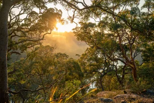 As florestas brilhantes da Austrália: descubra o segredo das luzes que iluminam a noite