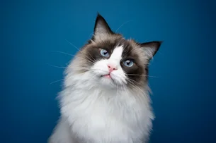 'Miau' legendado? Esta empresa quer desenvolver IA que traduz miados dos gatos