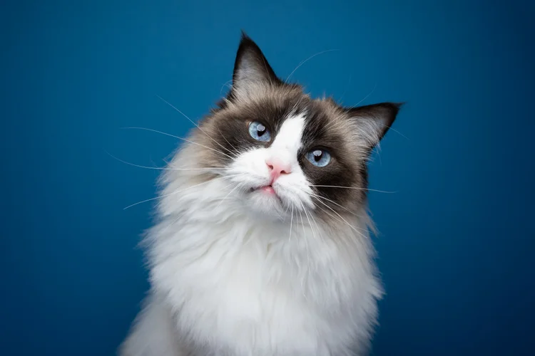 Gatos: inteligência artificial pode traduzir miados e revelar emoções dos pets (Nils Jacobi/Getty Images)