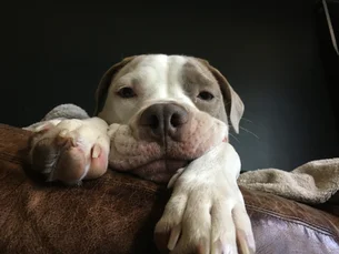 Pais de pet: estudo mostra que cachorros podem despertar instinto parental