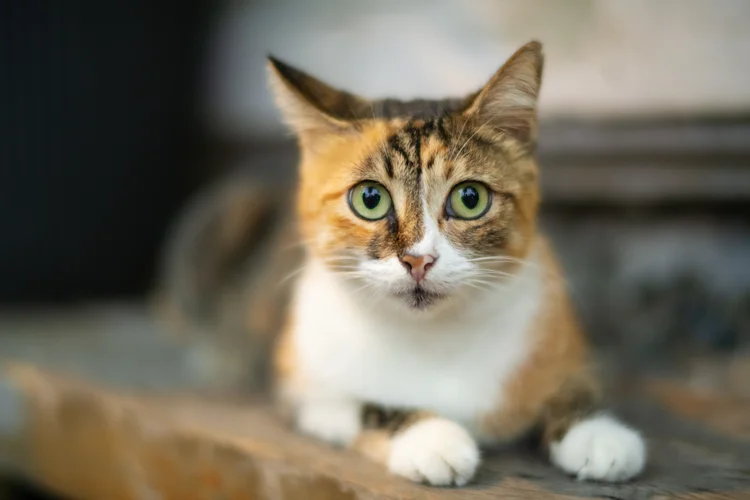 Apenas gatas apresentam a pelagem malhada devido a uma condição genética  (Getty Images)