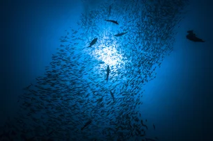 Como a dor de dente pode ter sido arma de sobrevivência de peixes há 500 milhões de anos