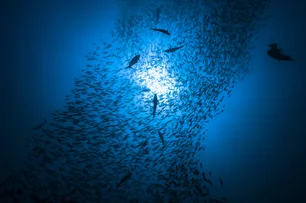 Imagem referente à matéria: Como a dor de dente pode ter sido arma de sobrevivência de peixes há 500 milhões de anos