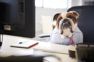 Trabalhar demais pode estar deixando seu cachorro ansioso — e a ciência explica