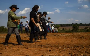 Maior rede de sementes nativas do Brasil recupera mais de 10 mil hectares no Cerrado e Amazônia
