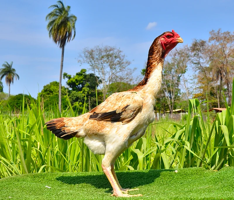 A galinha 'gigante' que custa R$ 5 mil reais — e é brasileira