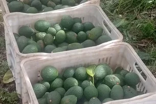 Cultivo de avocado vira alternativa para produtores de café e laranja no Paraná