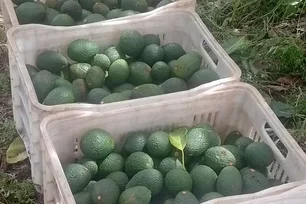 Imagem referente à matéria: Cultivo de avocado vira alternativa para produtores de café e laranja no Paraná