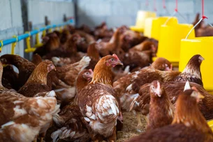 Gripe aviária pode matar 100% das galinhas de uma granja em poucos dias, diz especialista