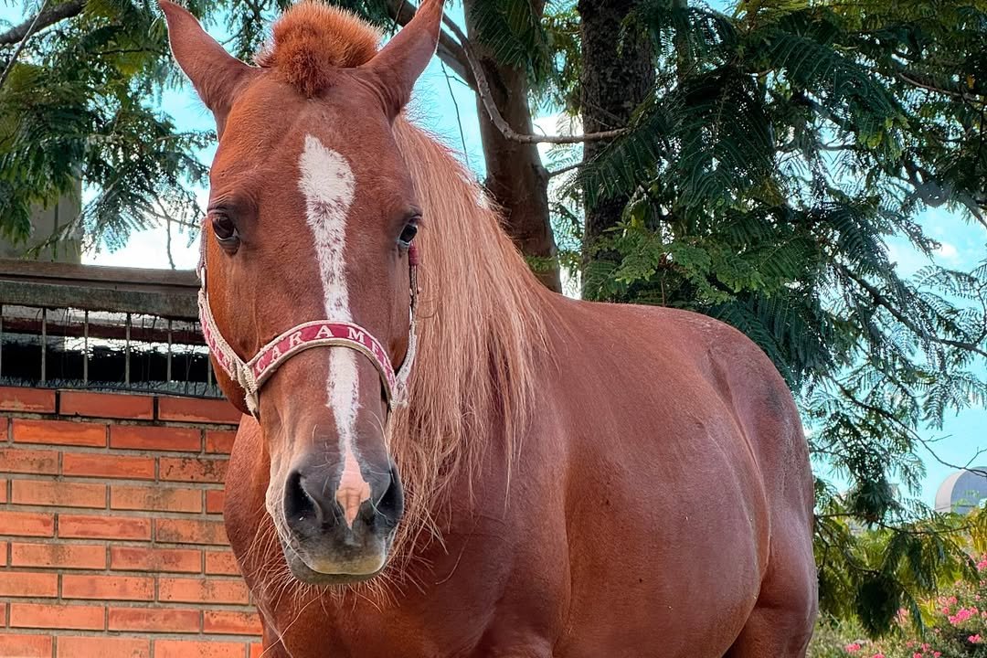 Lembra dele? Cavalo Caramelo, resgatado nas enchentes do RS, virou símbolo das mudanças climáticas