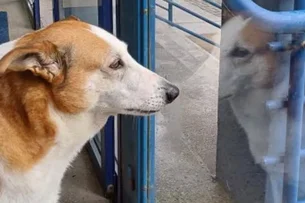 Cão Silveira, Marina Ruy Barbosa loira e mais: veja 12 campanhas que marcaram a semana
