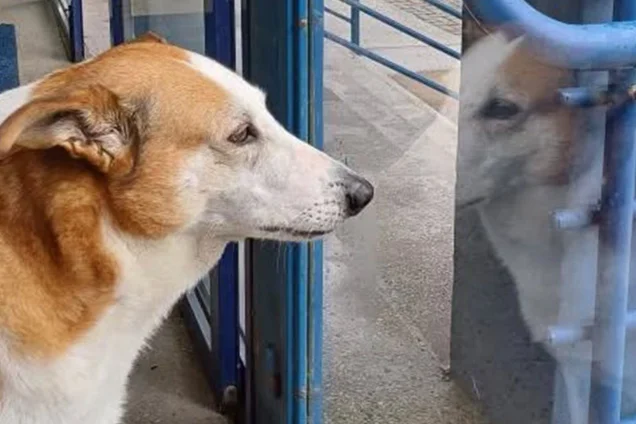 Imagem referente à notícia: Cão Silveira, Marina Ruy Barbosa loira e mais: veja 12 campanhas que marcaram a semana