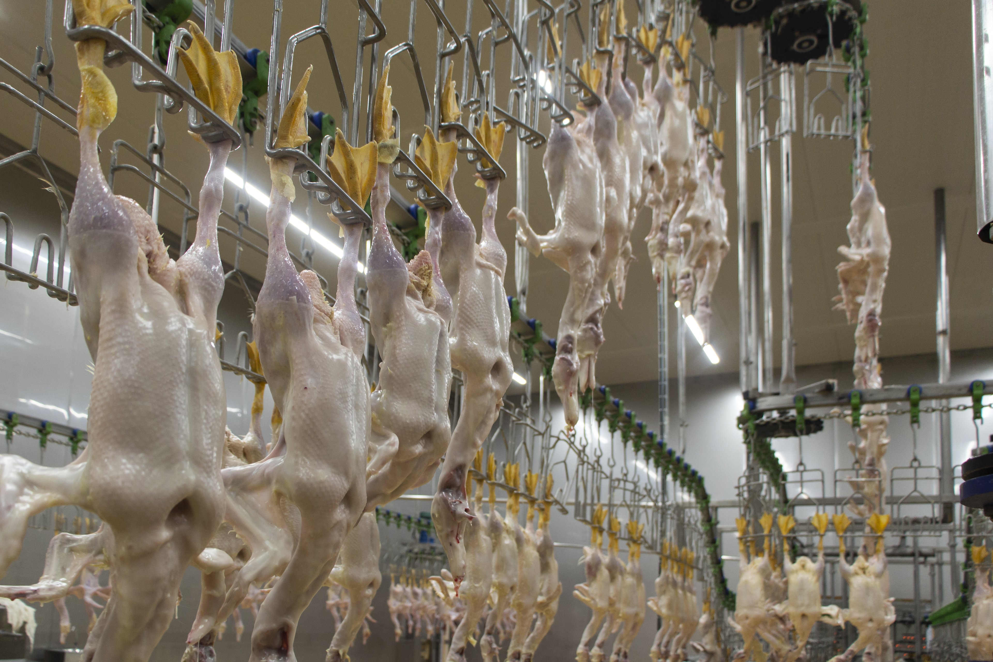Preços do ovo e do frango devem ter pouco impacto da gripe aviária, dizem analistas; entenda