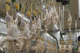 Preços do ovo e do frango devem ter pouco impacto da gripe aviária, dizem analistas; entenda