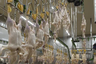 Imagem referente à matéria: Preços do ovo e do frango devem ter pouco impacto da gripe aviária, dizem analistas; entenda