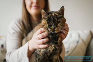 Com quase três décadas de vida, Flossie é a gata viva mais velha do mundo