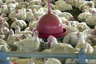 Imagem referente à matéria: Letargia, falta de apetite e espirros: entenda como descobrir se uma galinha tem gripe aviária