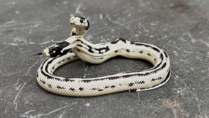 Como esta serpente de duas cabeças sobreviveu de forma rara — e surpreendeu cientistas
