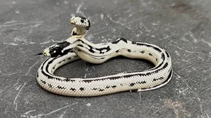 Imagem referente à matéria: Como esta serpente de duas cabeças sobreviveu de forma rara — e surpreendeu cientistas