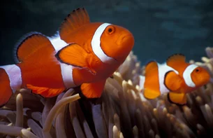 'Nemo' da vida real: o segredo do peixe-palhaço para sobreviver às ondas de calor
