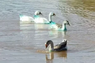 Patos e gansos ficam azuis após derramamento de corante em córrego em Jundiaí (SP)