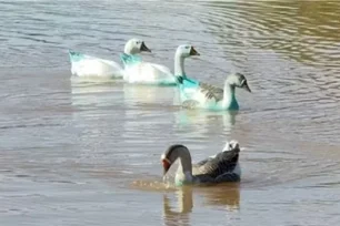 Imagem referente à matéria: Patos e gansos ficam azuis após derramamento de corante em córrego em Jundiaí (SP)