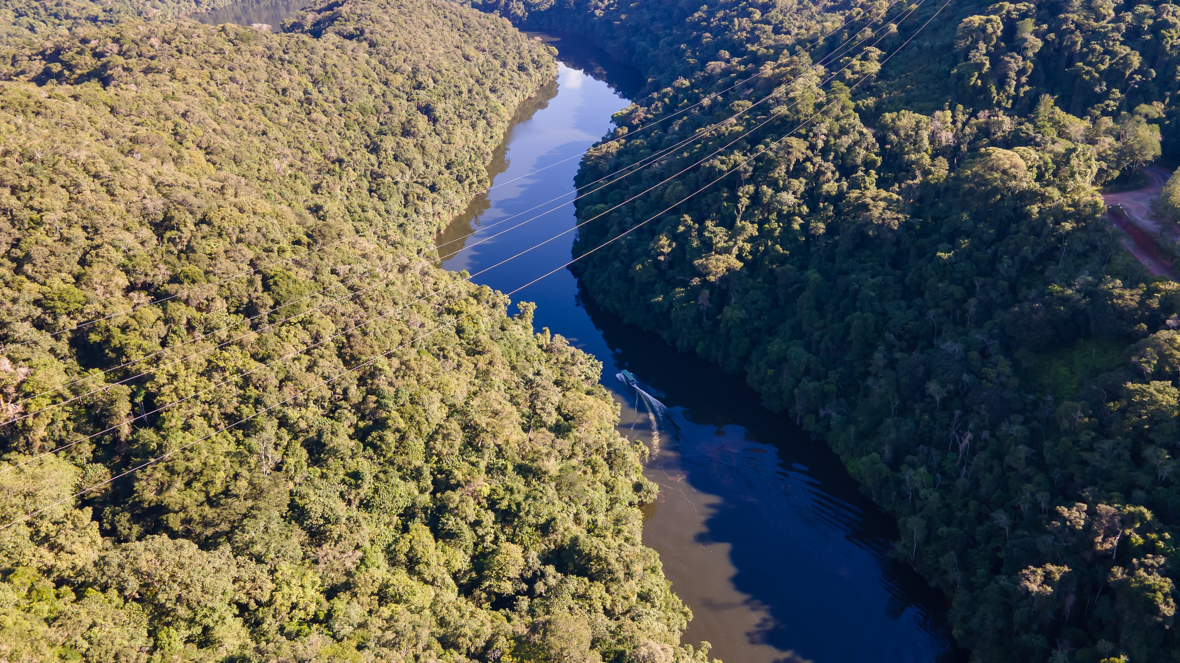 Mapfre e Reservas Votorantim investem em legado ambiental com plantio de 42 mil mudas em SP