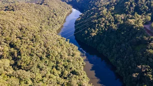 Mapfre e Reservas Votorantim investem em legado ambiental com plantio de 42 mil mudas em SP