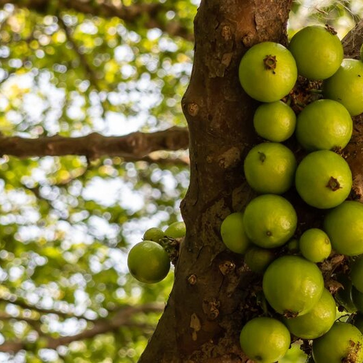 Fruta quase desconhecida do Brasil é uma das mais raras do mundo